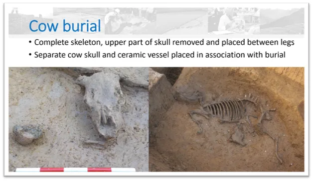 Cow Burial Site